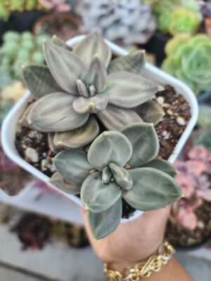 Echeveria Xichuensis