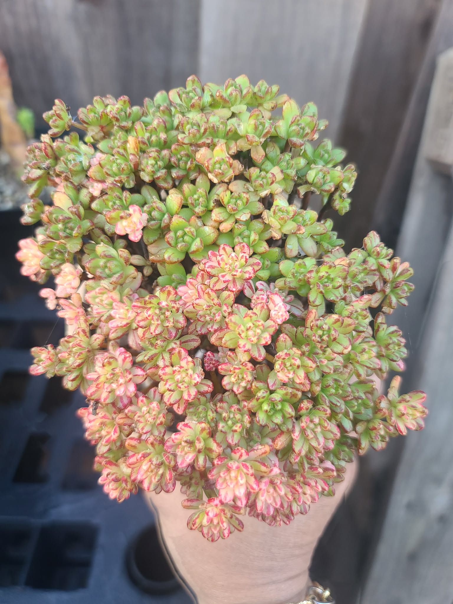Aeonium Sedifolium Variegated