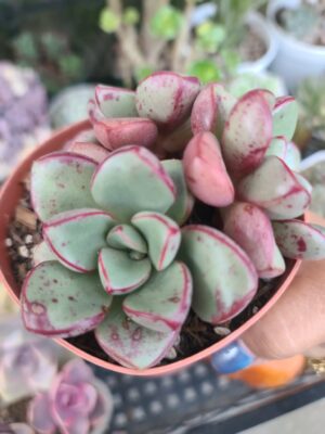 Echeveria Chupa Chups