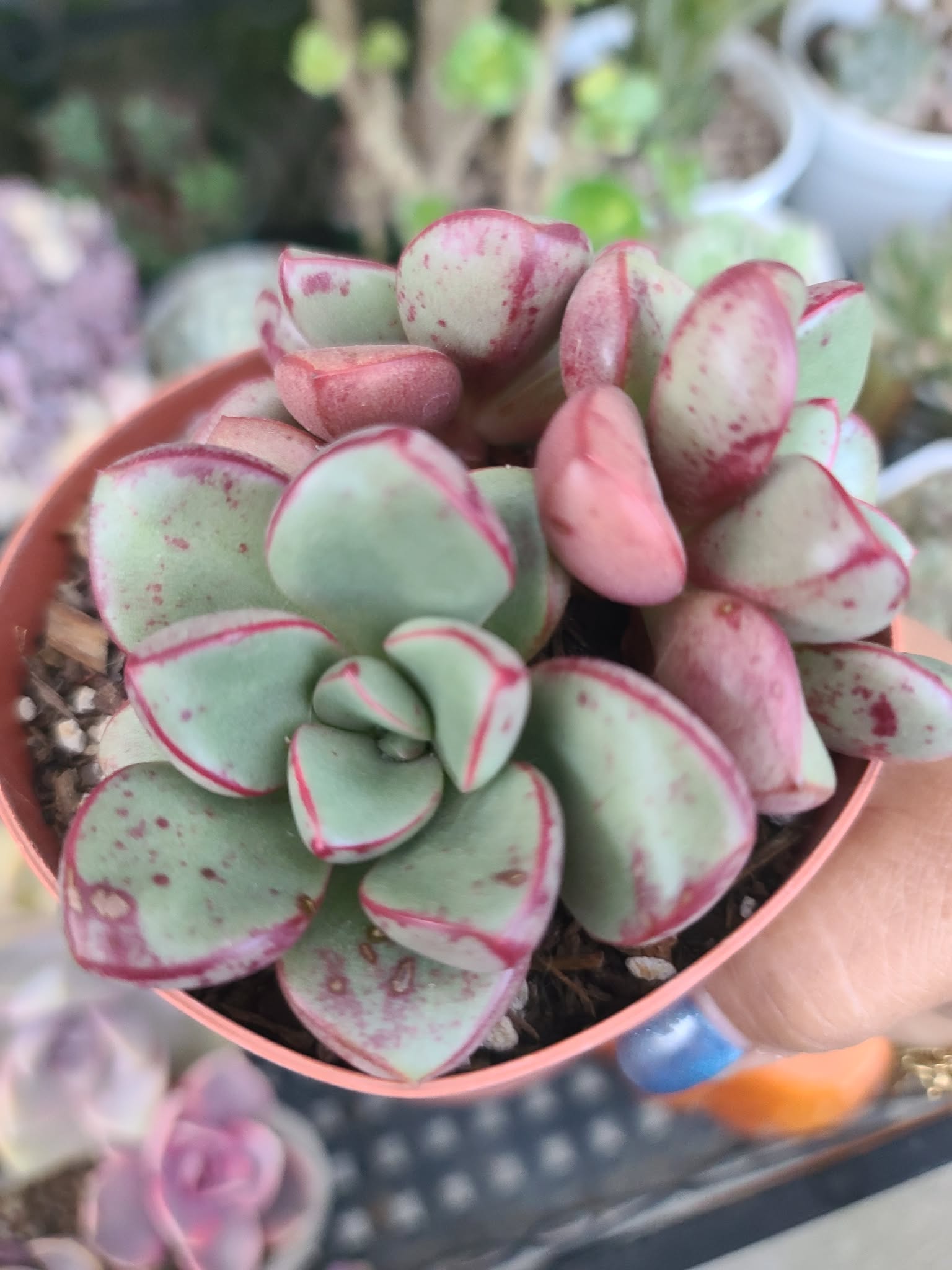 Echeveria Chupa Chups