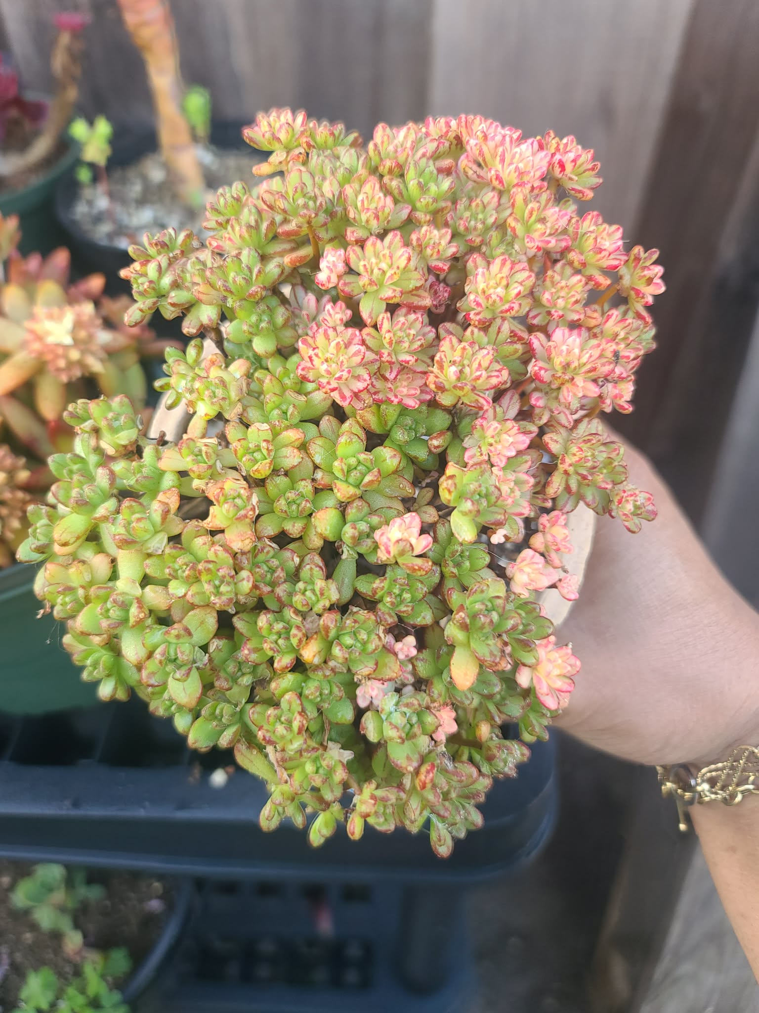 Aeonium Sedifolium Variegated - Image 2