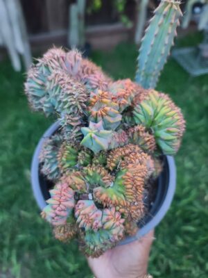Blue Candle Crested Cactus: Myrtillocactus Cristata