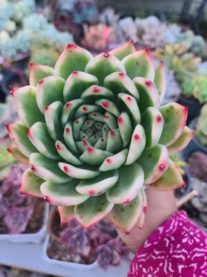 Echeveria Agavoides Amaestro Variegated / Fully Rooted