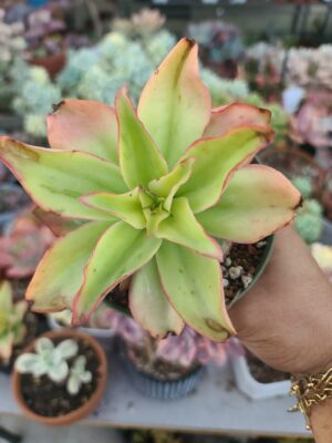 Echeveria Subrigada