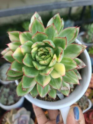 Unknow ID Variegated