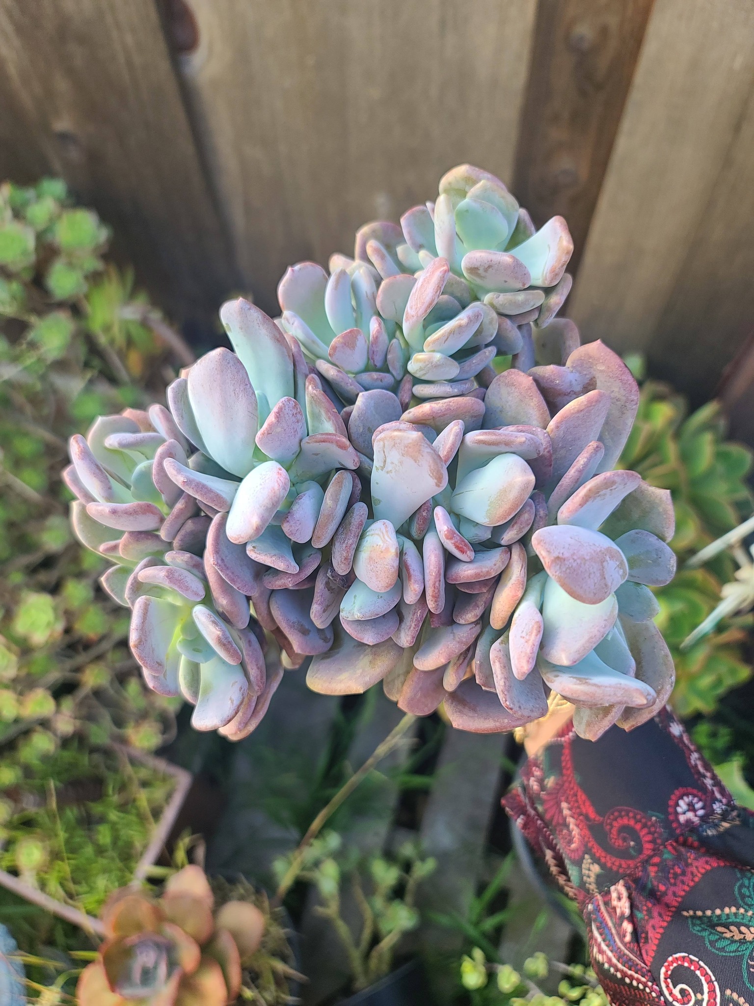 Echeveria Cinderella - Image 3