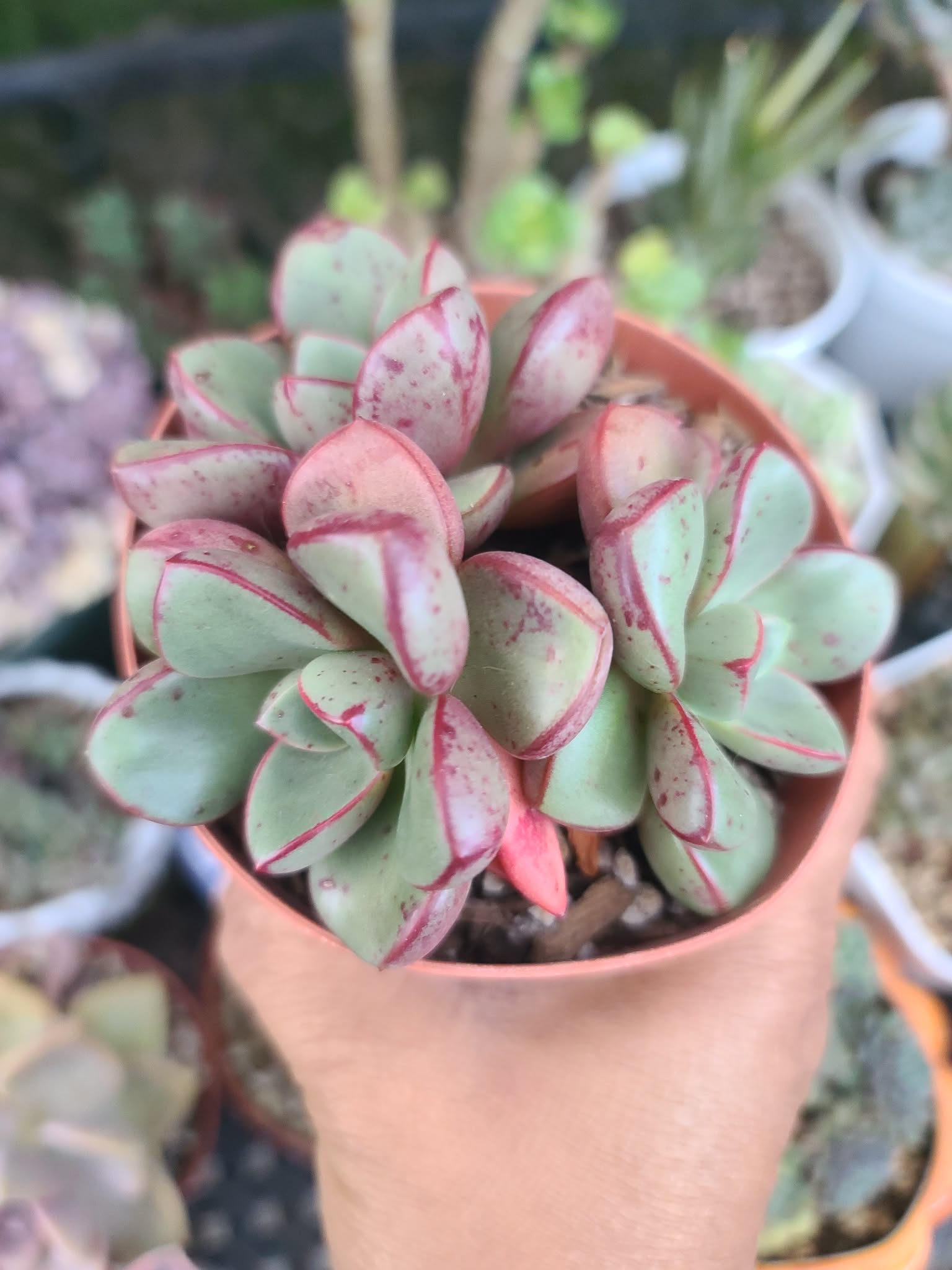 Echeveria Chupa Chups - Image 3