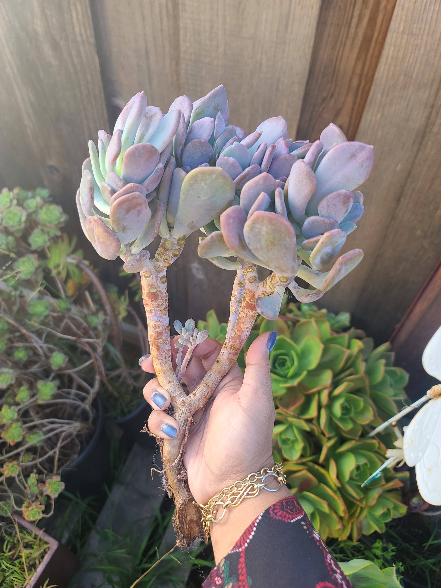 Echeveria Cinderella - Image 4