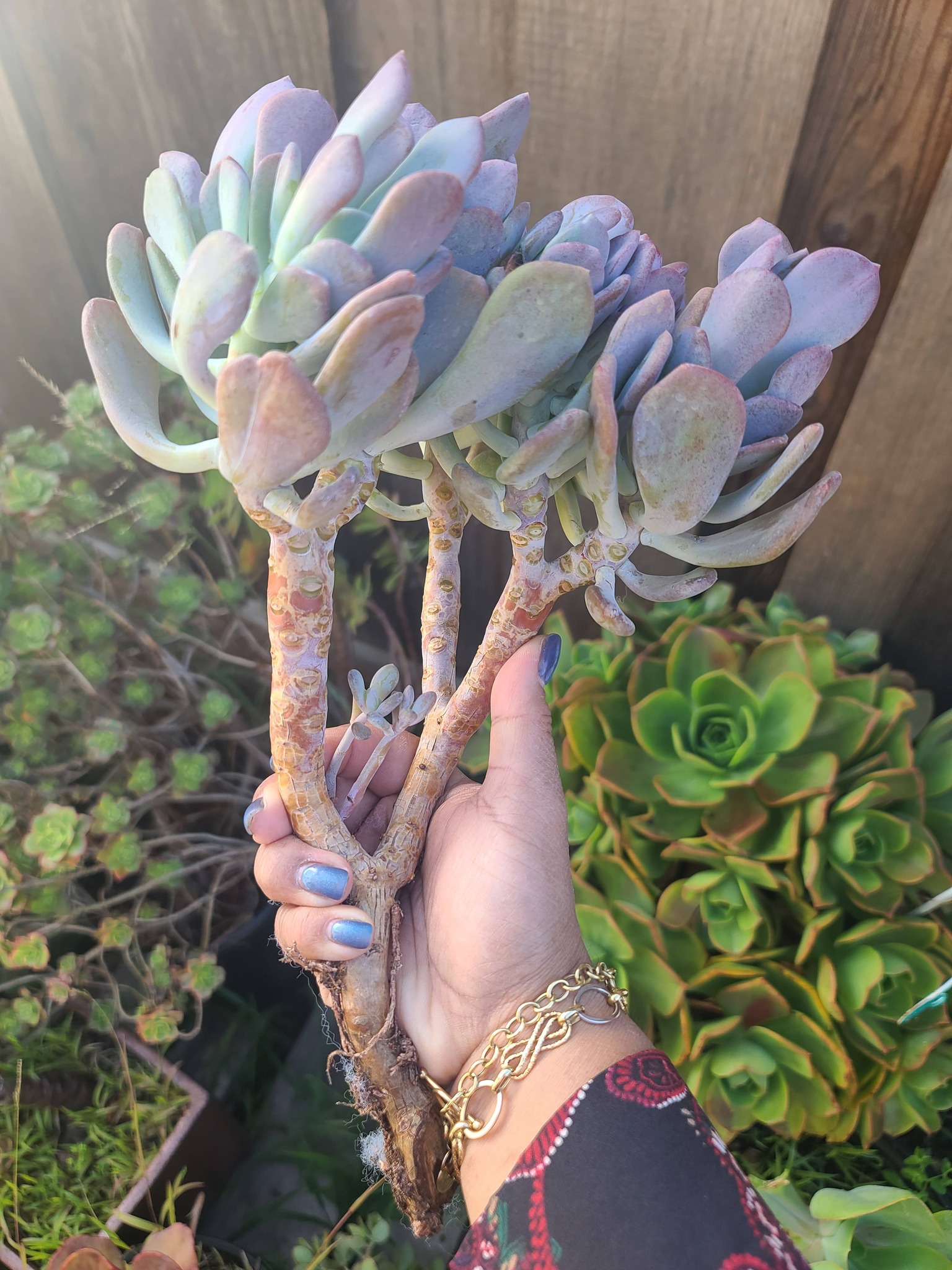 Echeveria Cinderella - Image 2