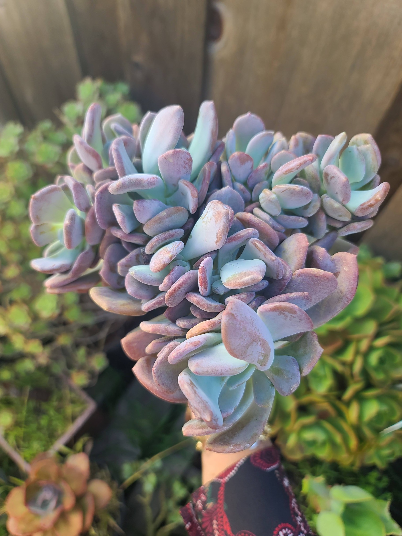 Echeveria Cinderella