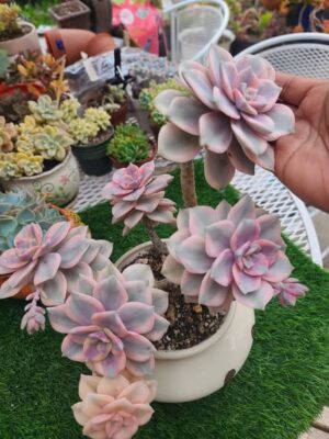 Purple Delight Variegated Fully Rooted
