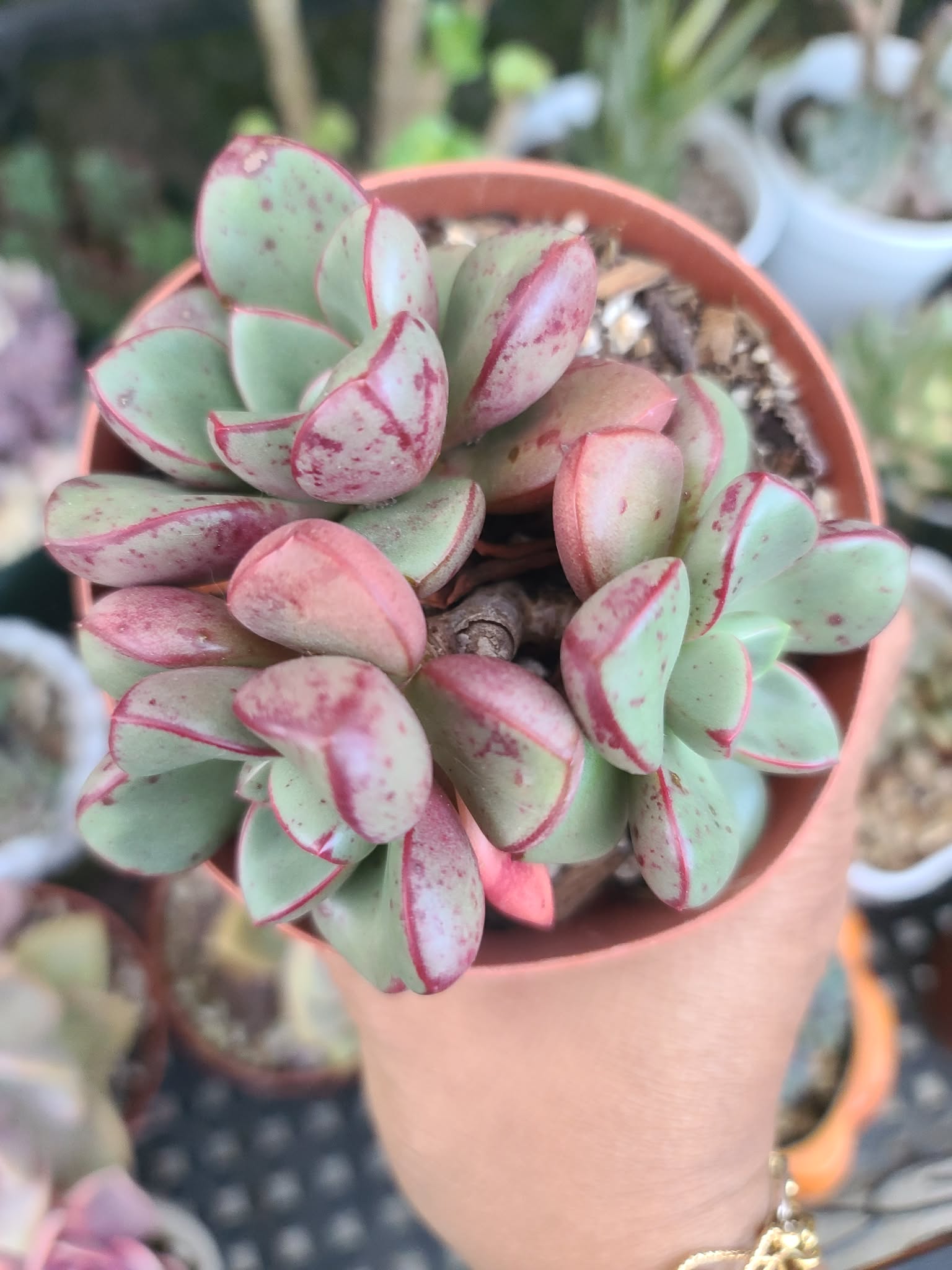 Echeveria Chupa Chups - Image 2