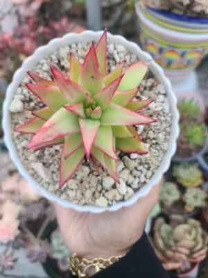 Echeveria Magma Variegated