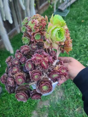 Aeonium Salad Bowl Crested