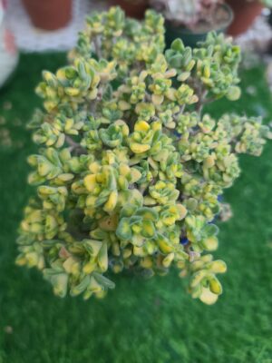 Aeonium Lindley Variegated