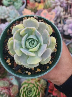 Echeveria Lola Variegated
