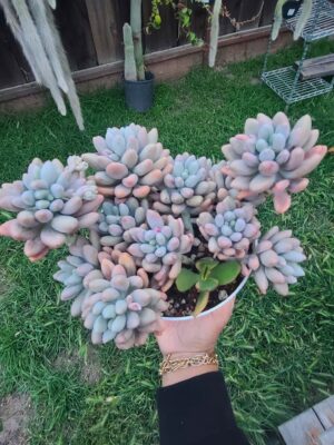 Pachyphytum Pink Lovers