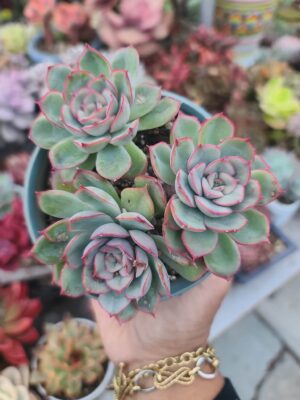Echeveria Pulidonis