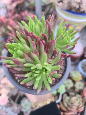 Dudleya Viscida