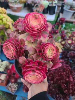 Unknown ID Aeonium