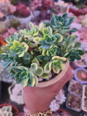 Echeveria Fenda Variegated