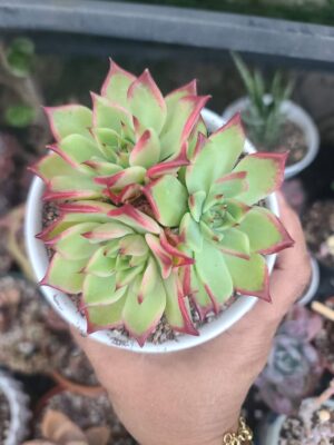 Echeveria Sarabony