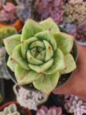 Echeveria Maha Beauty