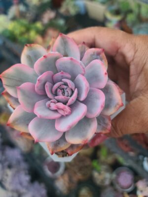 Echeveria Laulensis Variegated