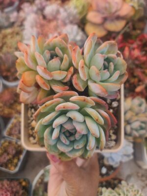 Echeveria Orange Monroe