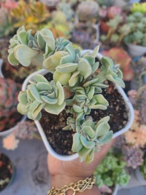 Lovely Rose Crested