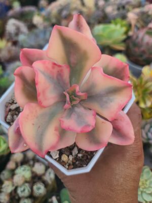 Echeveria Etna Variegated