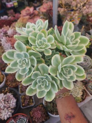 Echeveria Lemon Rose Variegated