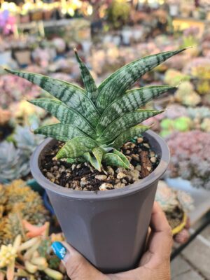 Sanseveria Sindoro Crested