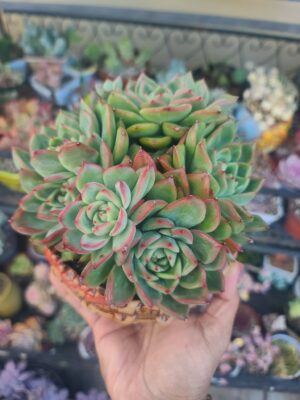 Echeveria Floridity