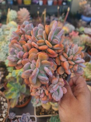 Echeveria Cinderella