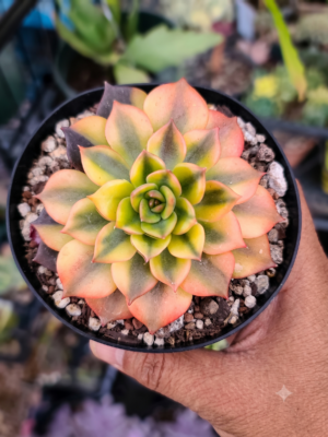 Echeveria Black Prince Variegated