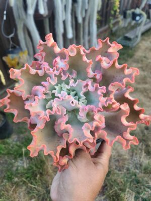 Echeveria Takasago