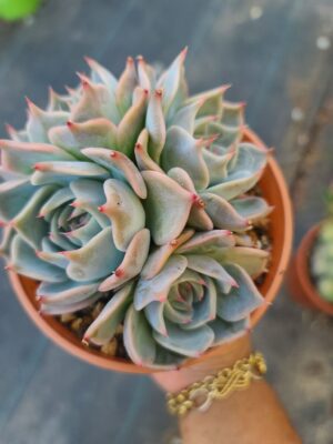 Echeveria Picachu