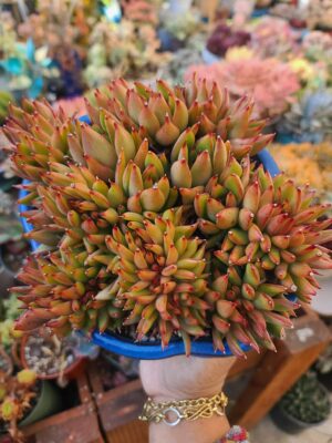 Echeveria Agavoides Frank Reinelt Crested