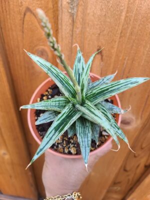 Sanseveria Bianca Variegated