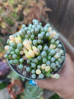 Fenestraria Rhopalophyll "Baby Toes"