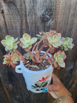 Echeveria Five Rainbow Variegated