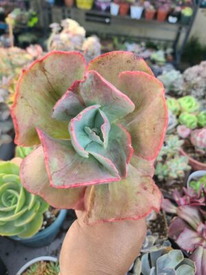 Echeveria Big Red