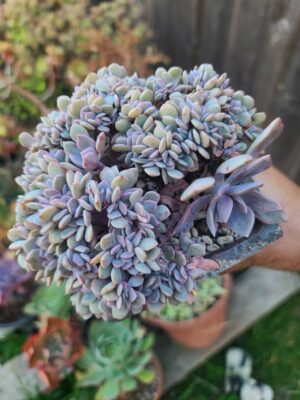 Echeveria Debbie Crested
