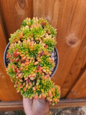 Cremneria Chubbs Crested