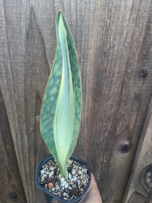Variegated Sansevieria Masoniana 'Whale Fin'