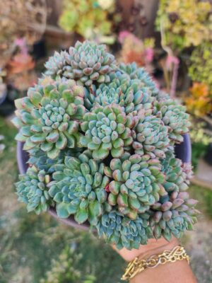 Echeveria Greensurf Cluster