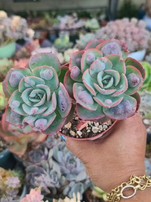 Echeveria Raindrops 2 heads
