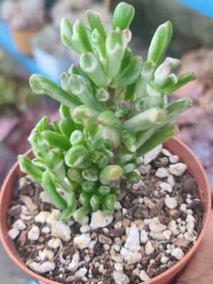 Crassula Gollum Jade Variegated