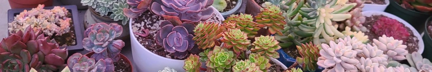 625081992_1414269603623735_1346820914087099820_n